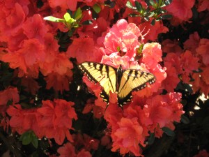 Butterfly_Brilliance[1]